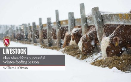 Cattle eating hay at a feed bunk during snowfall. The image includes the UW crest logo and overlaid text reading "LIVESTOCK / Plan Ahead for a Successful Winter-feeding Season / William Halfman" in white typography against a dark semi-transparent overlay on the left side of the image.