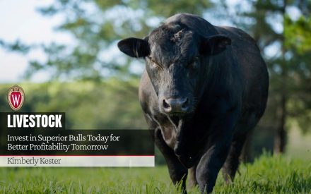 A bull stands in a grassy field. University of Wisconsin logo is shown next to the title "Invest in Superior Bulls Today for Better Profitability Tomorrow" by Kimberly Kester.