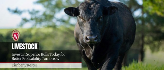 Invest in Superior Bulls Today for Better Profitability Tomorrow