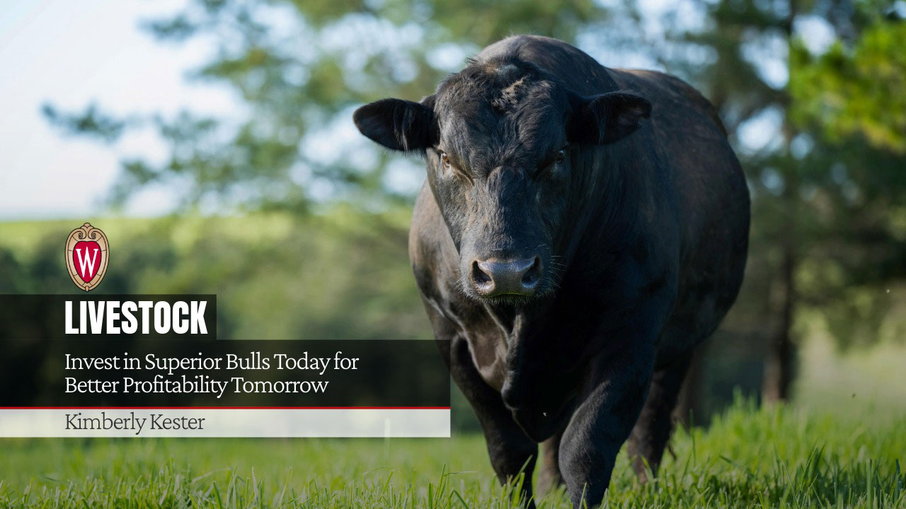 A bull stands in a grassy field. University of Wisconsin logo is shown next to the title "Invest in Superior Bulls Today for Better Profitability Tomorrow" by Kimberly Kester.