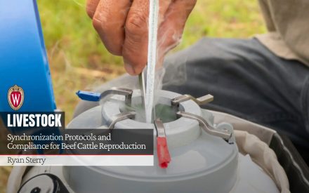 A straw of frozen bull semen is pulled from a cryogenic tank. University of Wisconsin logo. "Synchronization Protocols and Compliance for Beef Cattle Reproduction" by Ryan Sterry.