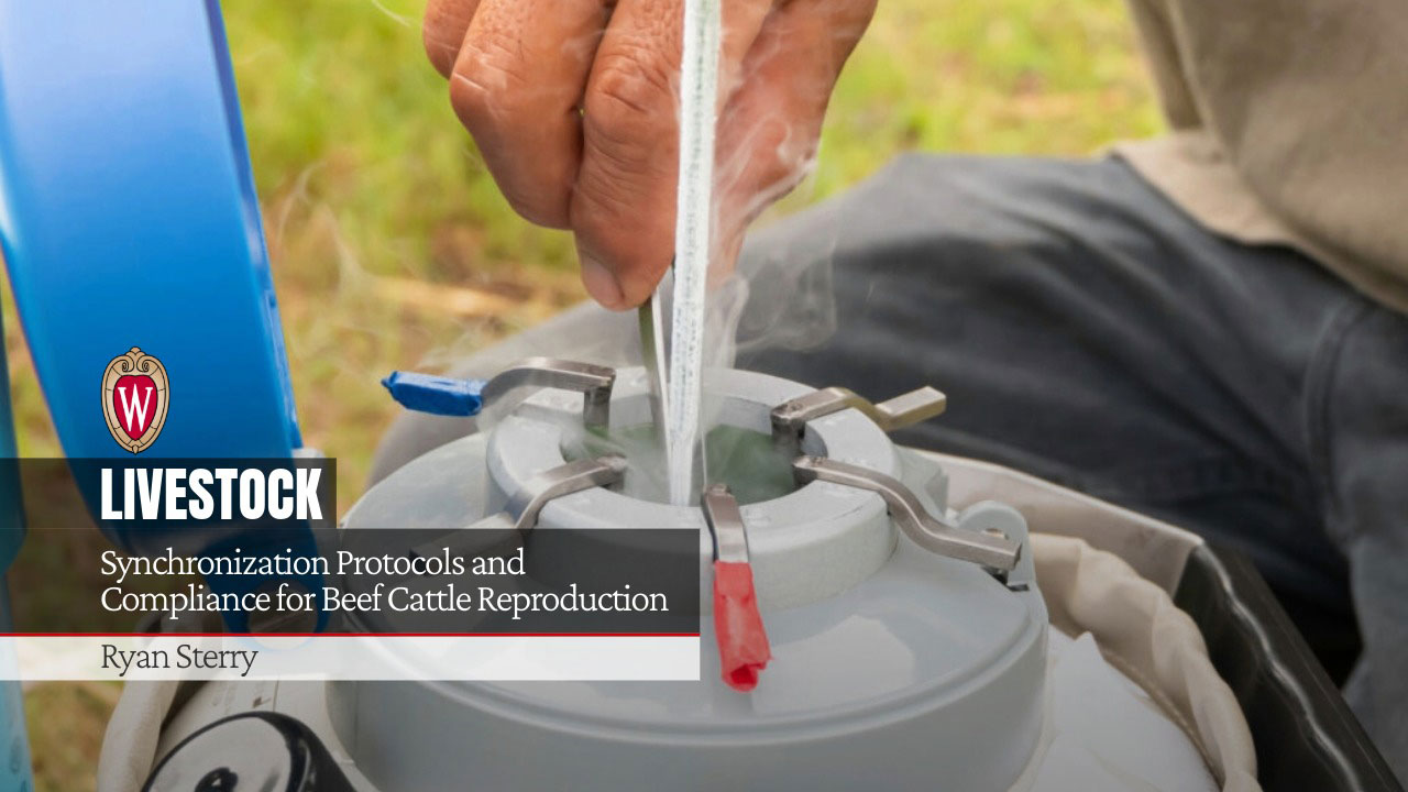 A straw of frozen bull semen is pulled from a cryogenic tank. University of Wisconsin logo. "Synchronization Protocols and Compliance for Beef Cattle Reproduction" by Ryan Sterry.
