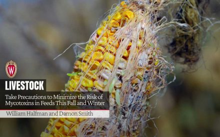 Corn ear with mold and silk with text Take Precautions to Minimize the Risk of Mycotoxins in Feeds This Fall and Winter" Authors William Halfman and Damon Smith" and UW-Madison logo.