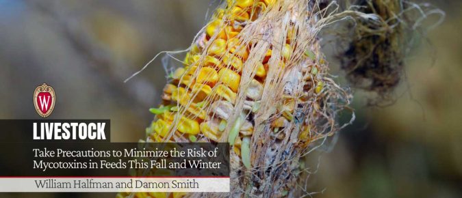 Take Precautions to Minimize the Risk of Mycotoxins in Feeds This Fall and Winter