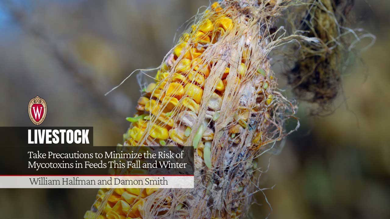 Corn ear with mold and silk with text Take Precautions to Minimize the Risk of Mycotoxins in Feeds This Fall and Winter" Authors William Halfman and Damon Smith" and UW-Madison logo.