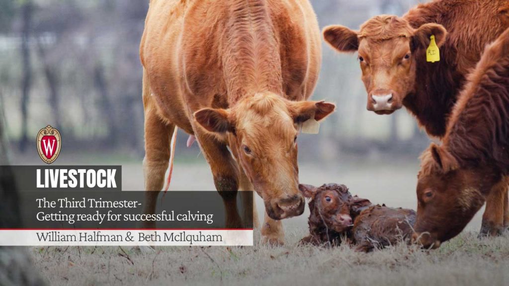 The Third Trimester- Getting ready for successful calving