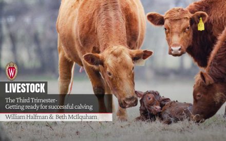 Newborn calf with mother and herd. Article: "The Third Trimester-Getting ready for successful calving" by William Halfman and Beth McIlquham.
