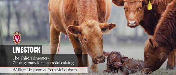 The Third Trimester- Getting ready for successful calving