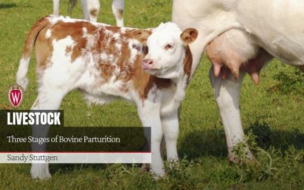 Brown and white calf standing in pasture with adult cattle. Text: "LIVESTOCK - Three Stages of Bovine Parturition" Author Sandy Stuttgen.