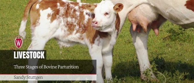 Three Stages of Bovine Parturition
