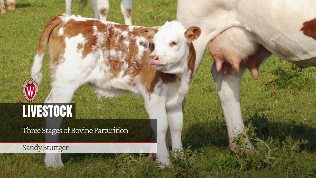 Brown and white calf standing in pasture with adult cattle. Text: "LIVESTOCK - Three Stages of Bovine Parturition" Author Sandy Stuttgen.