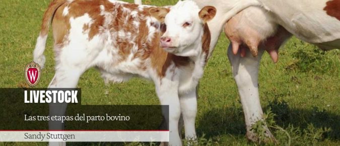 Las tres etapas del parto bovino