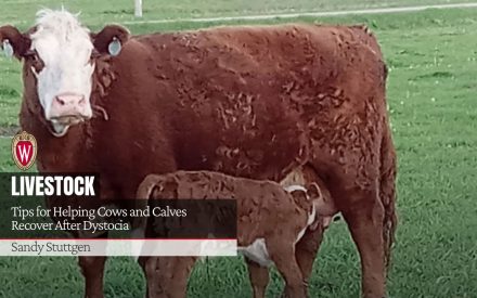 Brown cow standing on grass with a calf nursing; text overlay reads “Livestock: Tips for Helping Cows and Calves Recover After Dystocia. Sandy Stuttgen.”