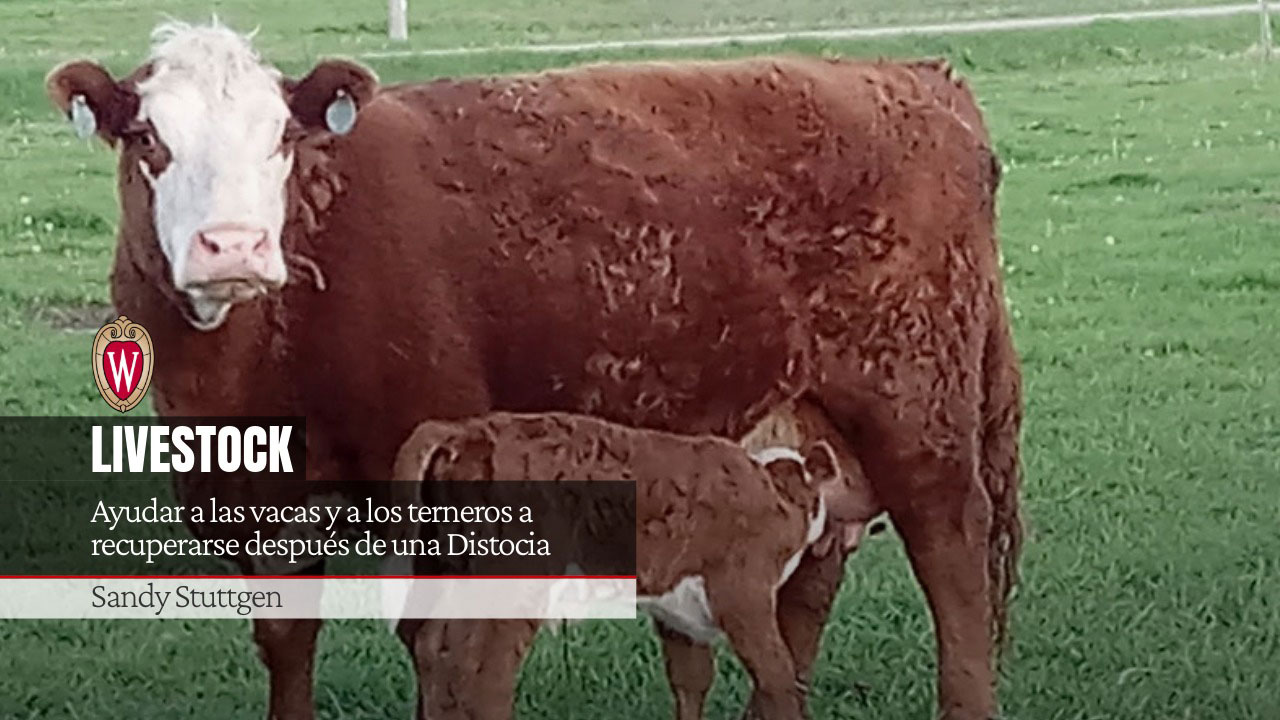 Brown cow on grass with calf nursing; overlay text reads “Livestock: Ayudar a las vacas y a los terneros a recuperarse después de una Distocia. Sandy Stuttgen.”