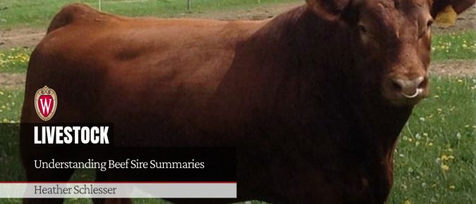 Understanding Beef Sire Summaries
