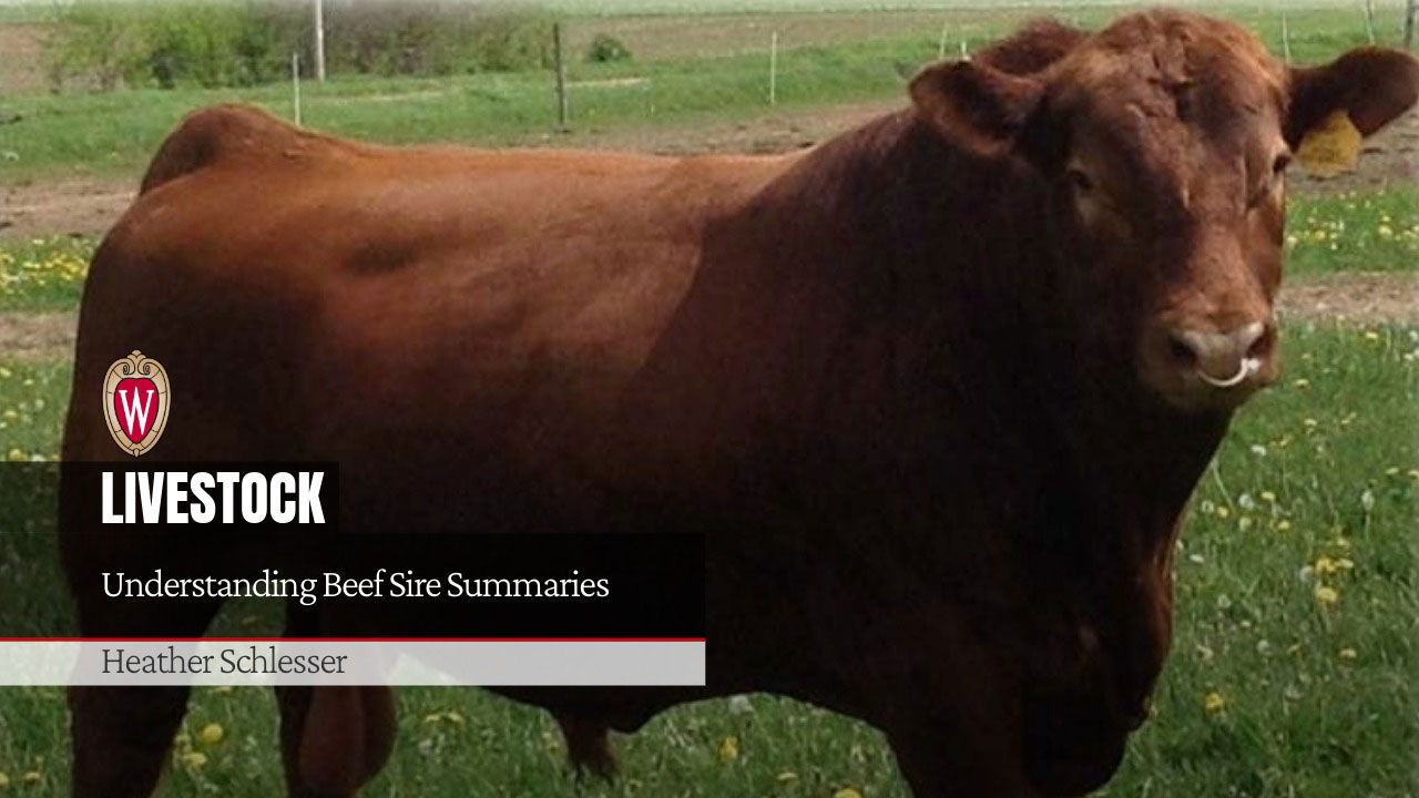 Brown beef cow in pasture with "Understanding Beef Sire Summaries" article by Heather Schlesser under University of Wisconsin-Madison logo.