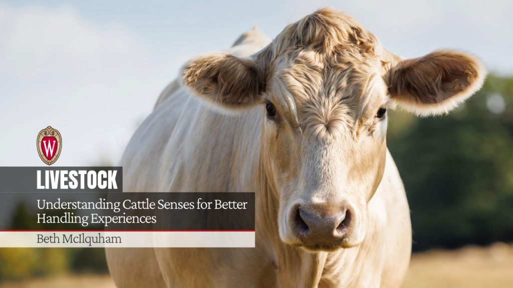Understanding Cattle Senses for Better Handling Experiences