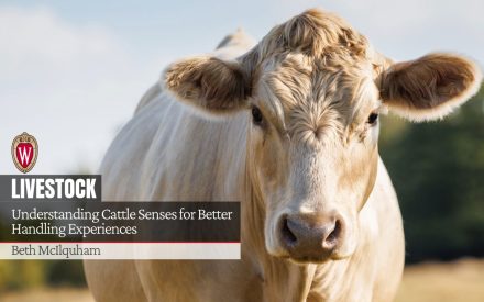 Cow facing camera with title "Understanding Cattle Senses for Better Handling Experiences". Author is "Beth McIlquham" and UW logo.