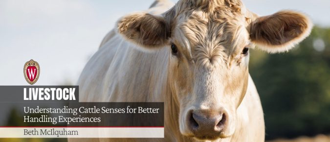 Understanding Cattle Senses for Better Handling Experiences