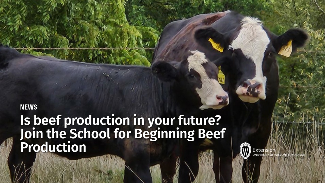 Two Holstein cattle with yellow ear tags in pasture with University of Wisconsin-Madison Extension branding promoting beef production school.