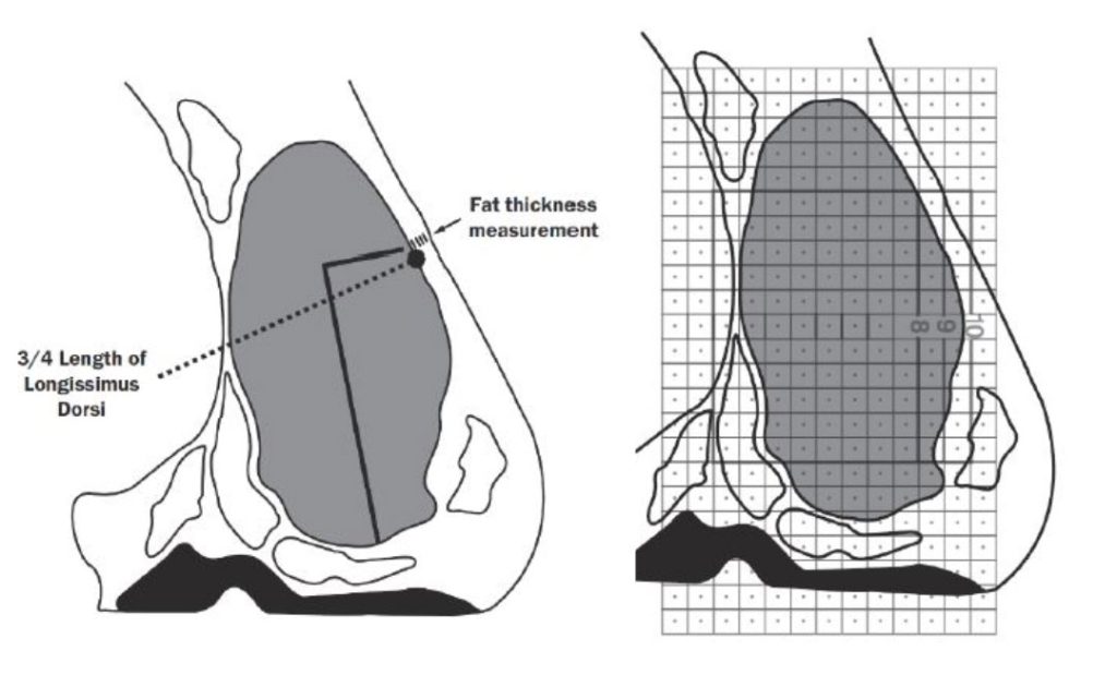 Backfat is measured ž of the way down the outside of the ribeye and is recorded in inches. Ribeye area is measured on the face of the longissimus dorsi muscle and is recorded in square inches.