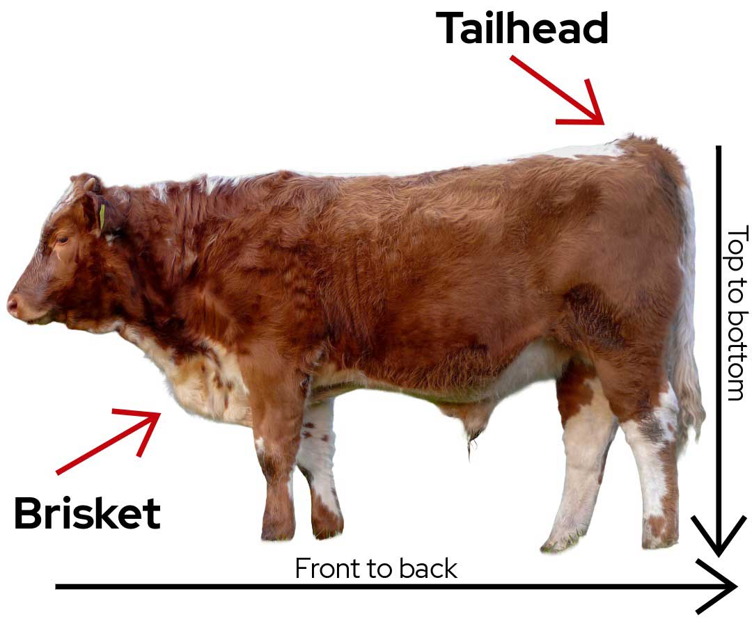 Diagram of a brown and white cow with labeled anatomical points: Tailhead, Brisket, and directional indicators for "Top to bottom" and "Front to back."