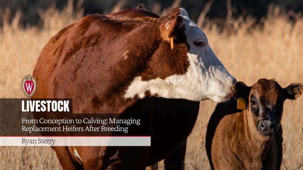 From Conception to Calving: Managing Replacement Heifers After Breeding