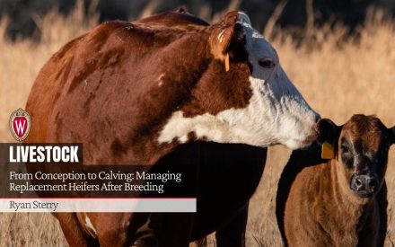 Brown and black cows with ear tags in pasture. University of Wisconsin logo. Article titled "From Conception to Calving: Managing Replacement Heifers After Breeding" by Ryan Sterry.