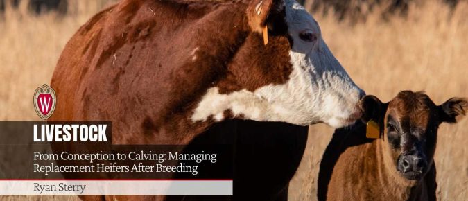 From Conception to Calving: Managing Replacement Heifers After Breeding