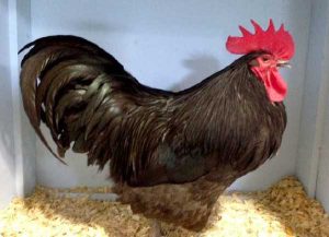 Australorp male.