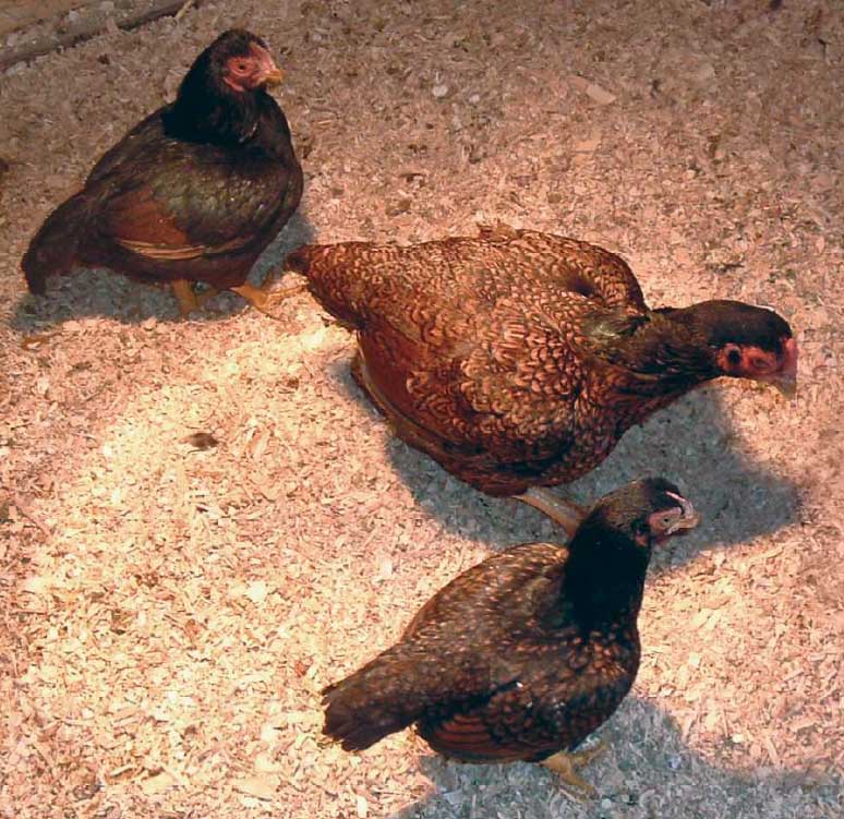 Bantam fowl.