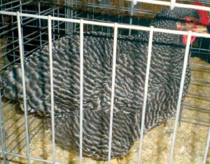 Barred plymouth rock female.