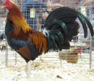 Black breasted red old English game male.