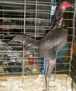 Black modern game male.