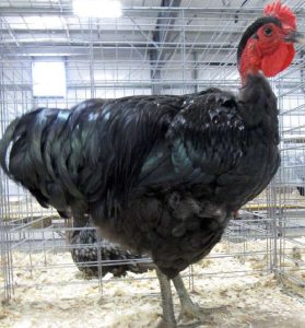 Black naked neck male.