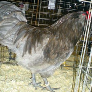 Blue ameraucana male.