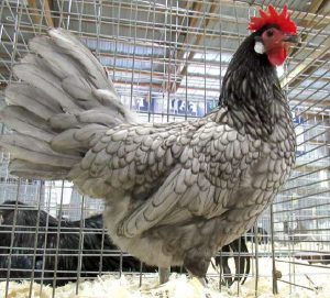 Blue andealusian female.