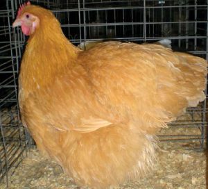 Buff orpington female.