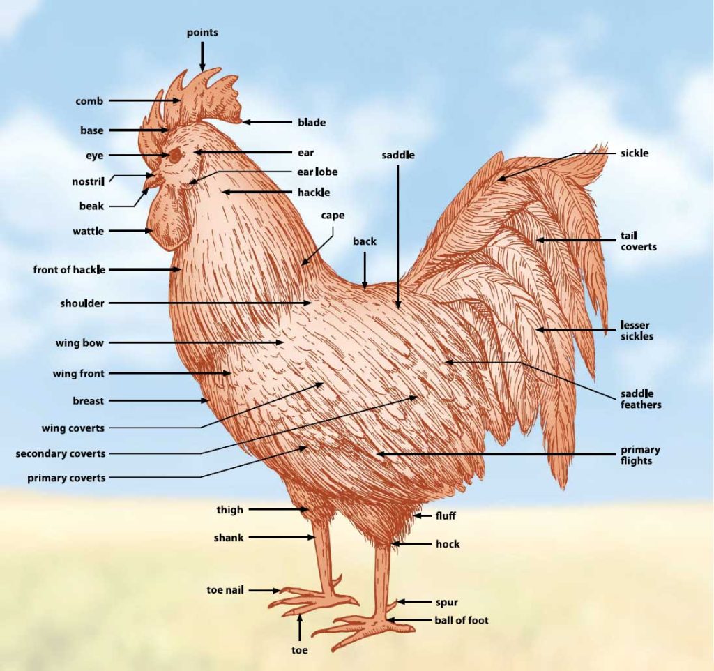 External anatomy of a chicken shown in an illustrated diagram.