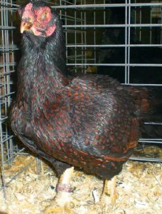 Dark cornish female.