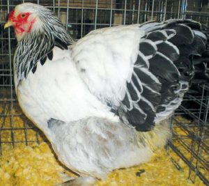 Light brahma female.