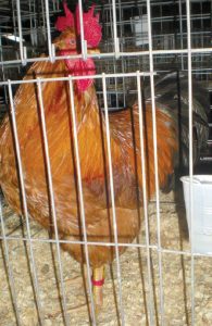 New hampshire red male.