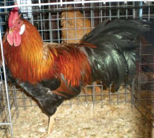 Rose comb light brown leghorn male.