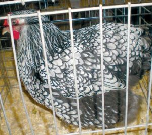 Silver laced wyandotte female.