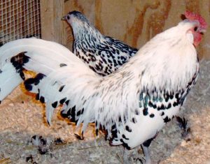 Silver spangled hamburg male and female.