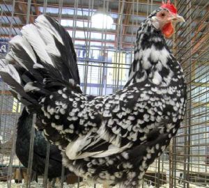 Single comb acona female.