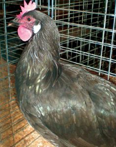 Single comb black minorca female.