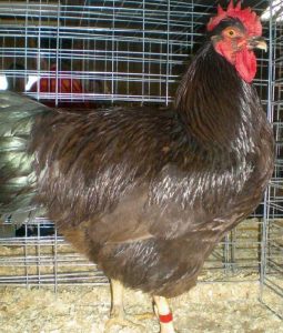 Single comb rhode island red male.