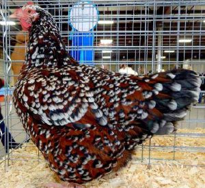 Speckled sussex female.
