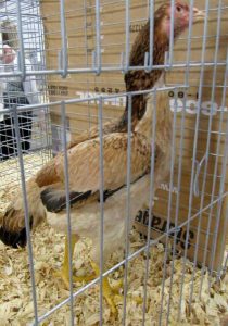 Wheaton shamo female.